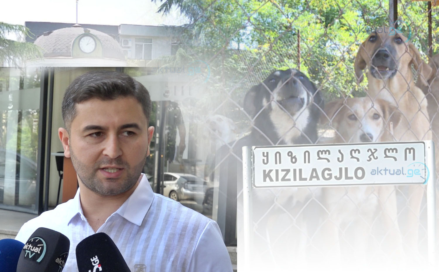 Qızılhacılıdakı it sığınacağı qalmaqalı | Bələdiyyə deputatı rəsmi müraciət ünvanladı - VİDEO