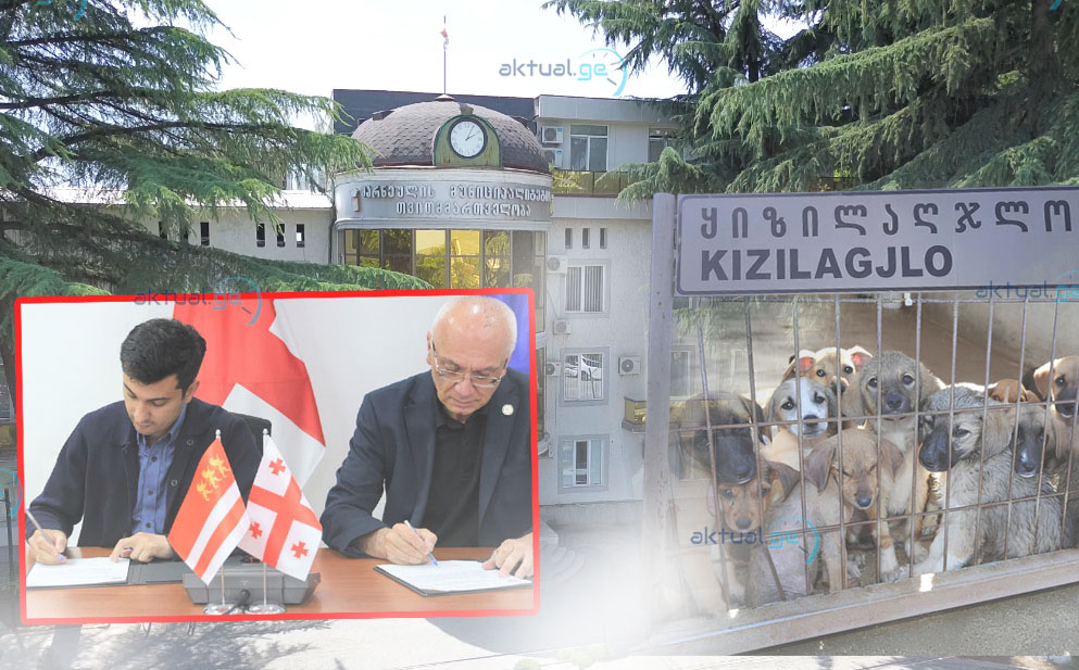 Qızılhacılı kəndi ərazisində 150 heyvanlıq it sığınacağına start verilir - VİDEO
